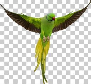 Parrots PNG Images