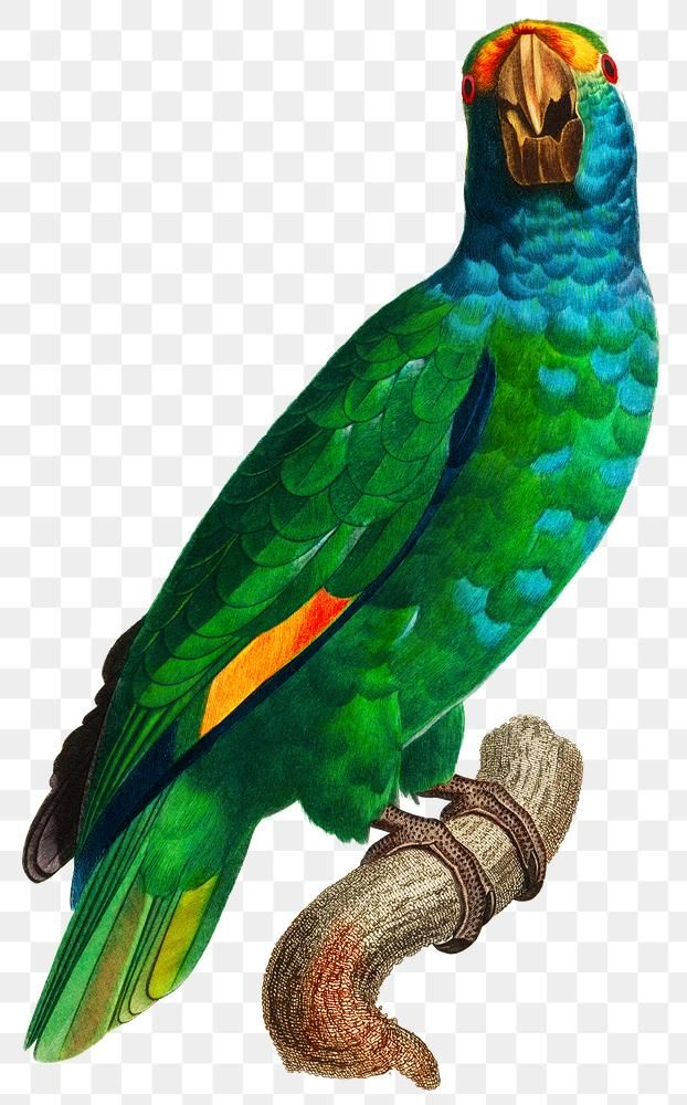 Parrots PNG Images