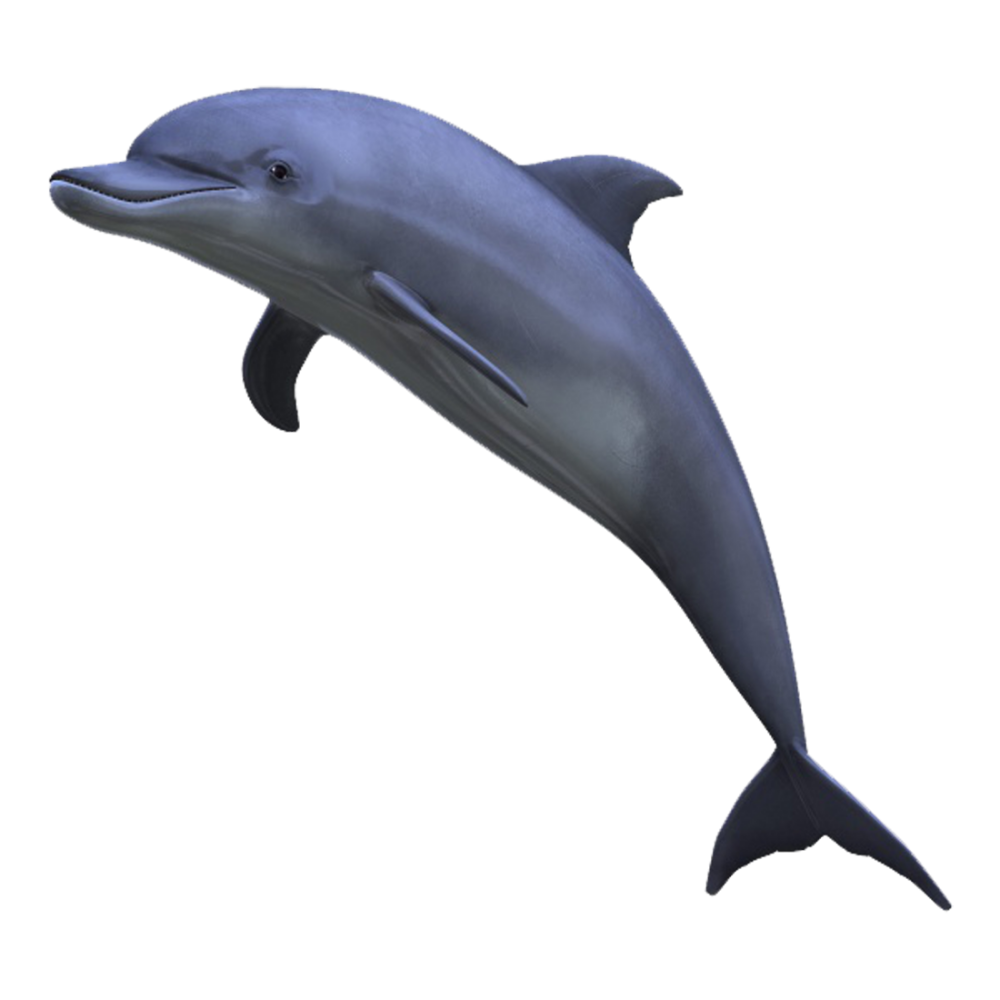  Dolphin PNG 