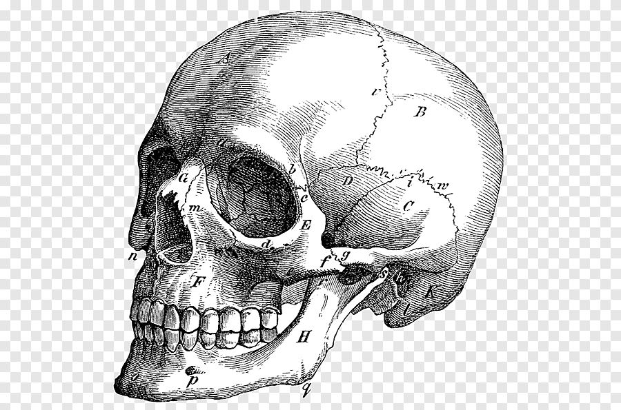 Skull Face PNG